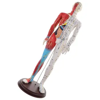 

24" Human Anatomical Anatomy Skeleton Figure Statue Sculpture Model Science Learning Teaching Supply Tool