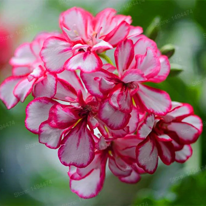 100 шт./пакет Разноцветные Цветок герани flores бонсай растения красивые цвета радуги с цветочным рисунком растения для дома и сада