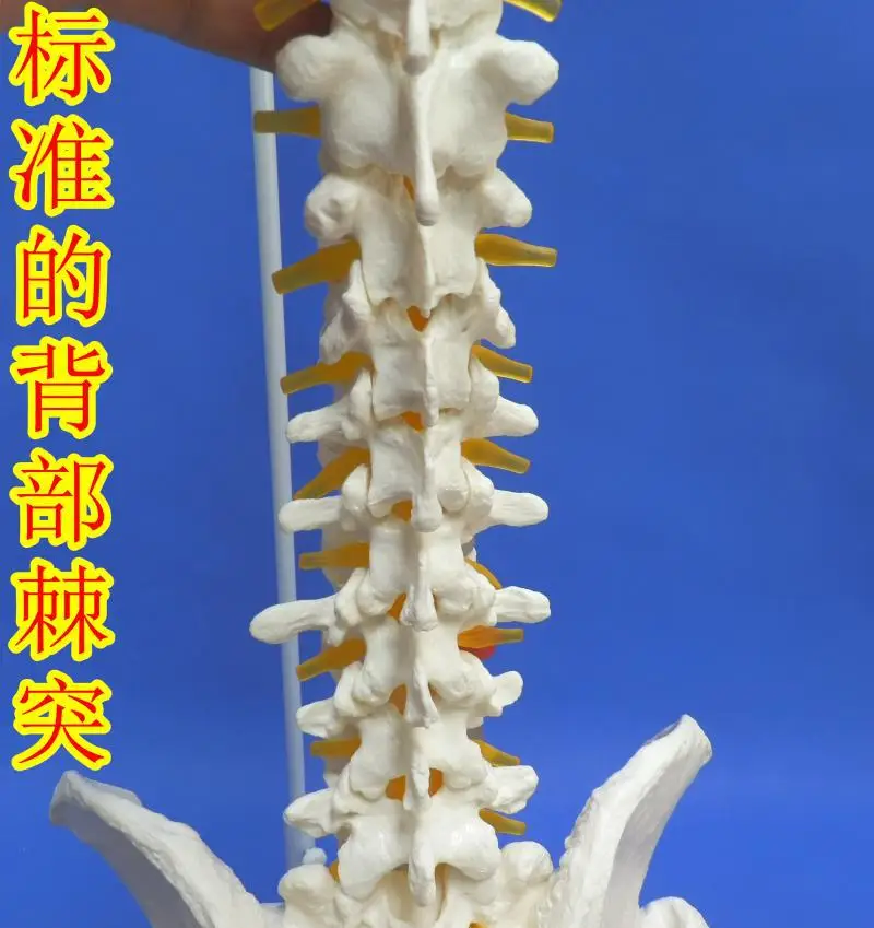 

Human Spine Unisex 1: 1 Neck Have Unisex Orthopedic Lumbar Vertebra Human Skeleton Unisex Have Unisex