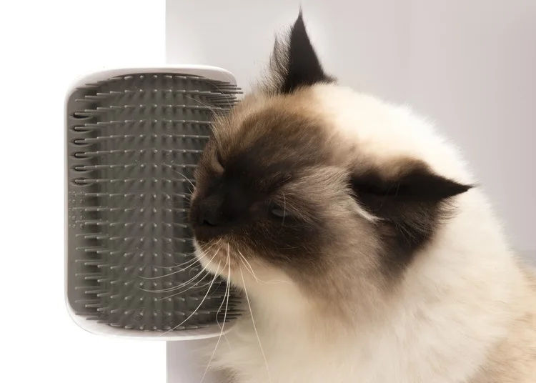 

Canada Hagen Cat for Corner's Face Tickling Comb Carding Introducer Needle Massage Belt Catnip 2.0