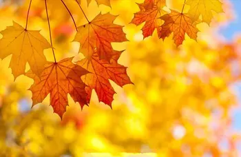 

SHENGYONGBAO Vinyl Custom Photography Backdrops Prop Autumn Scenery Theme Photo Studio Background MH19511-901