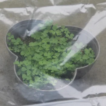 

Greenhouse Plastic Film Transparent Plastic Film Plant Keep Warm Clear Film Covering Reinforced PE Vegetable Plant Cover #LR3