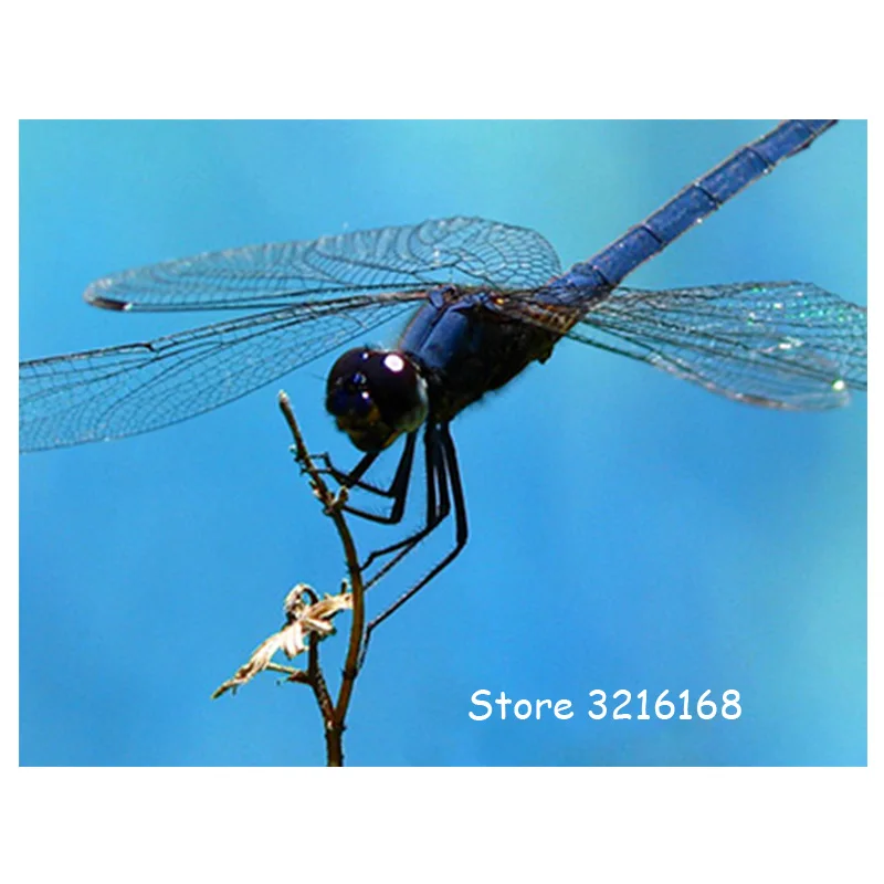 

5D DIY Diamond Painting Full Square/Round Drill "dragonfly"Diamond Painting 5D Embroidery Cross Stitch gift Home Decor Gift A117