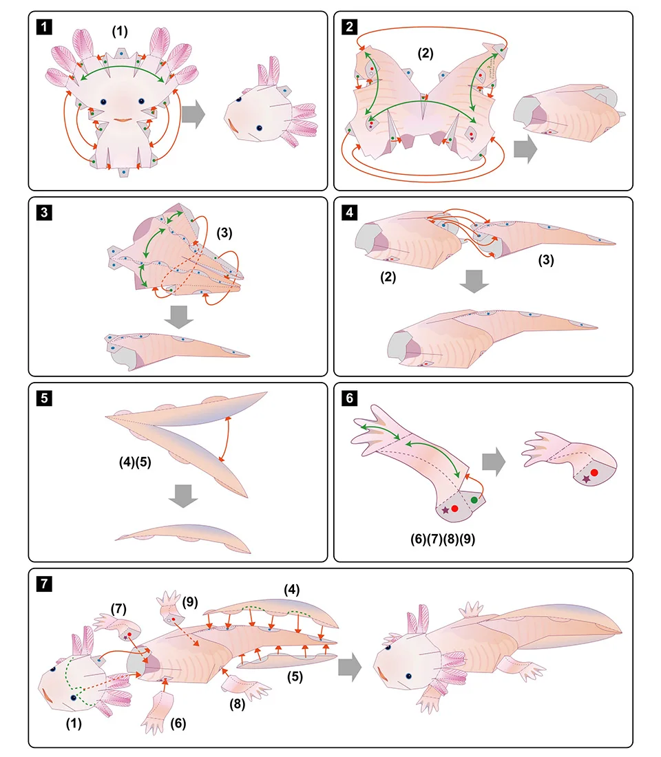 Origami 3d Paper Model Axolotl Papercraft Animal Papercraft