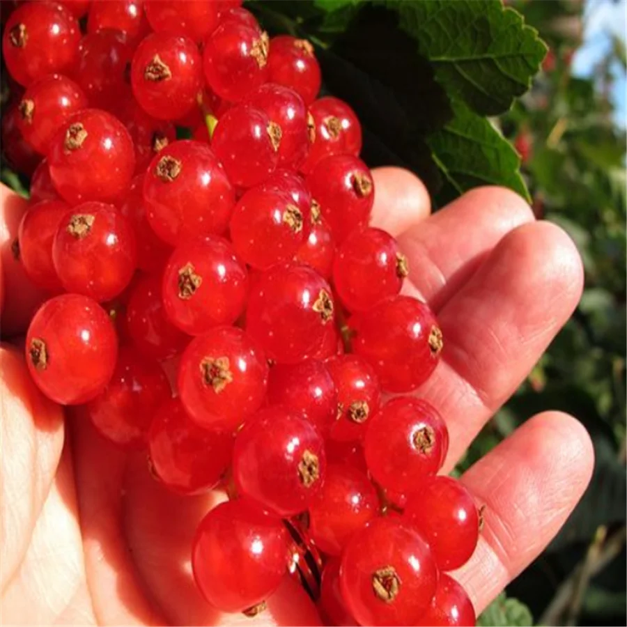 Ngryise 3000 шт набор Physalis Peruviana Красный Белый Розовый Черный