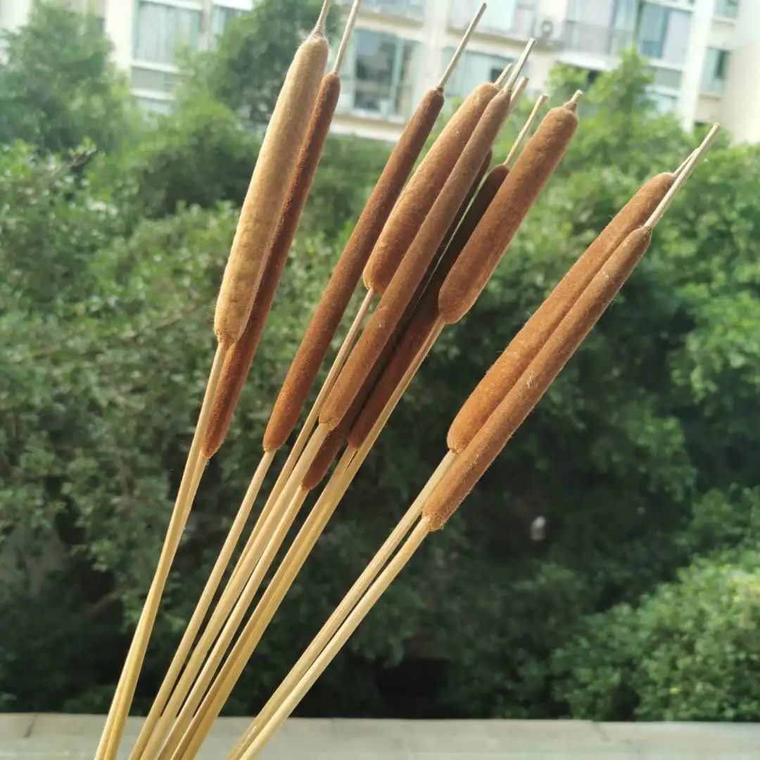 10pcs/40cm,Natural Dried Typha angustifoliall,Eternell display flower DIY Home Wedding flower arrangement Decoration Photo Props