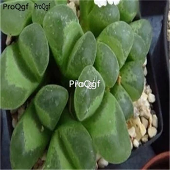

Ngryise 100pcs Conophytum longum