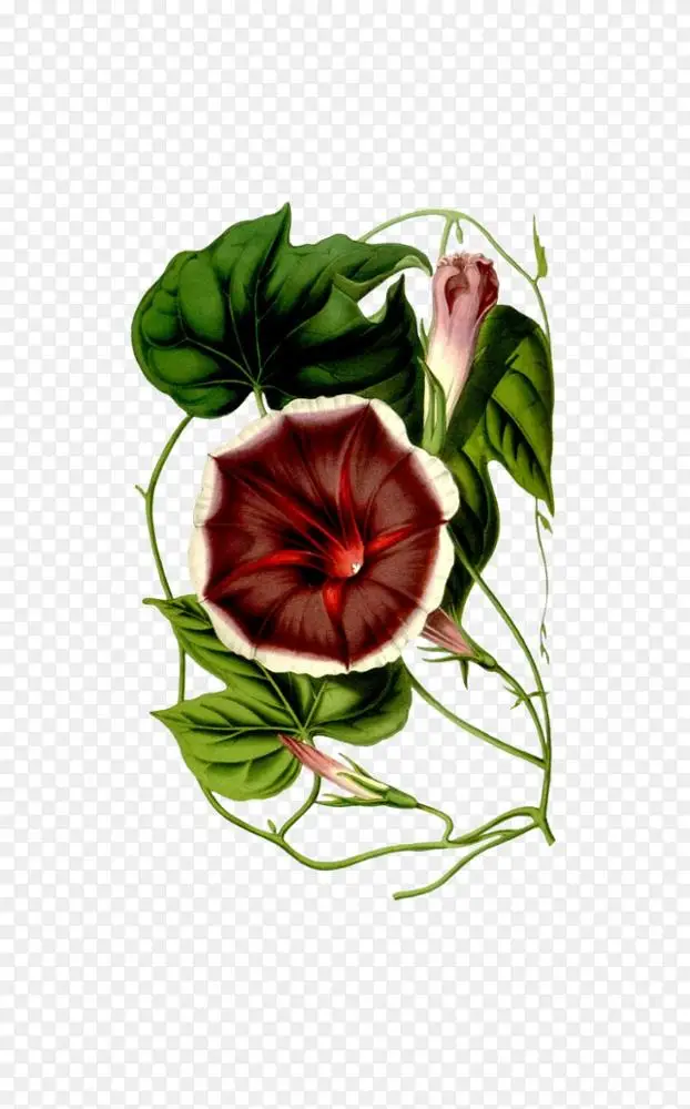 植物学之花与欧洲画家png图片素材免费下载 图片编号 Png素材网