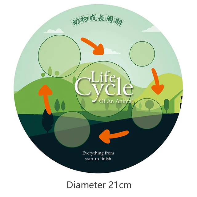 Simulation Life Cycle Animals Model Montessori Toy Children Insect Plant Growth Cycle Biology Science Open-Ended Educational Toy 6