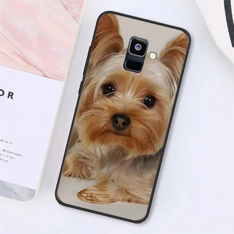 Yorkshire terrier dog