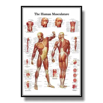 

Muscular System & Spinal Nerves Anatomical Poster Muscle and Spinal Nerves Anatomy Chart