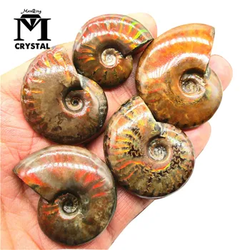 

1pcs natural Rare Red Light Ammonite Fossil Shell stone Colorful Fossil shell Collection Mineral Specimen home decoration