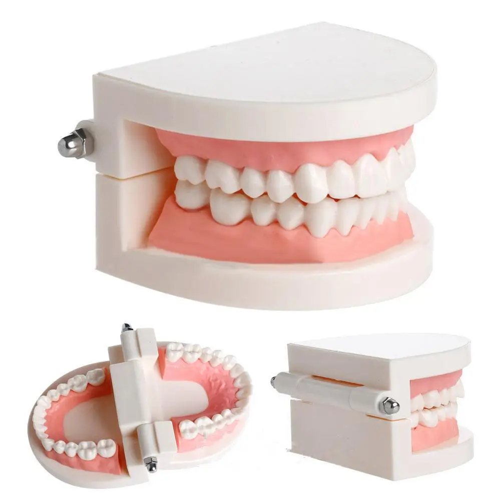 Dental Study Teaching Teeth Model Oral Care Tooth Education Dentist Equipment Medical Science Teeth Skeleton Model