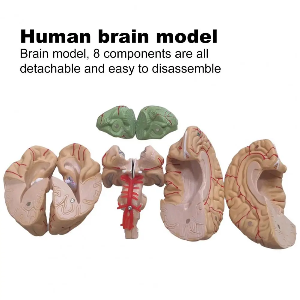 Human Brain Model Simulation 8-Part PVC Life-size Anatomy Teaching Tool Kid Early Education Cognition 3D Model for Classroom 5