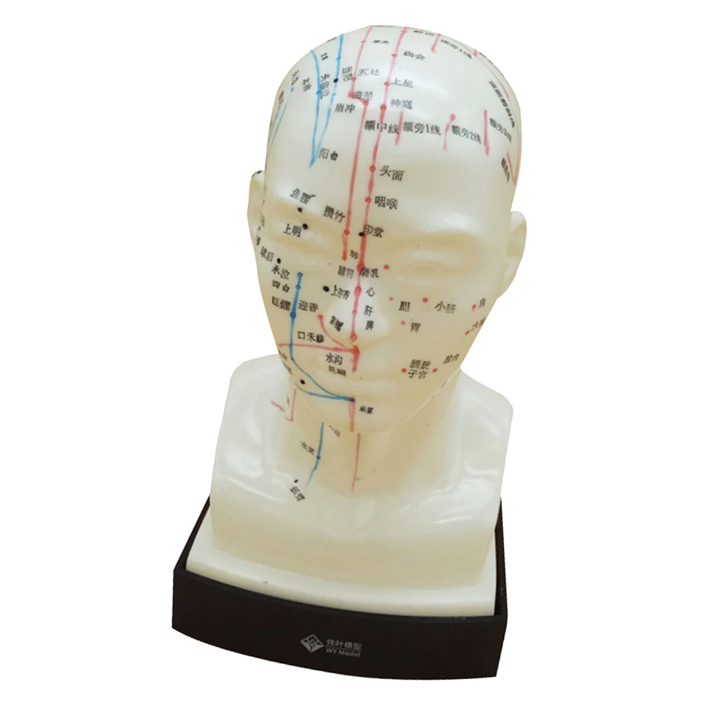 Human Head Acupuncture Meridian Model With Acupressure Points In Chinese