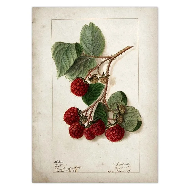 Fruit-Kitchen-Poster-Vintage-Poster-Antique-Pear-Apple-Orange-Pineapple-Wall-Art-Decorative-Picture-Kraft-paper.jpg_.webp_640x640 (5)