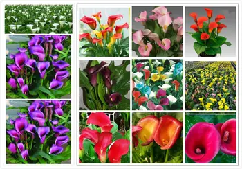 

Anthurium Calla Lily Zantedeschia aethiopica 100PCS