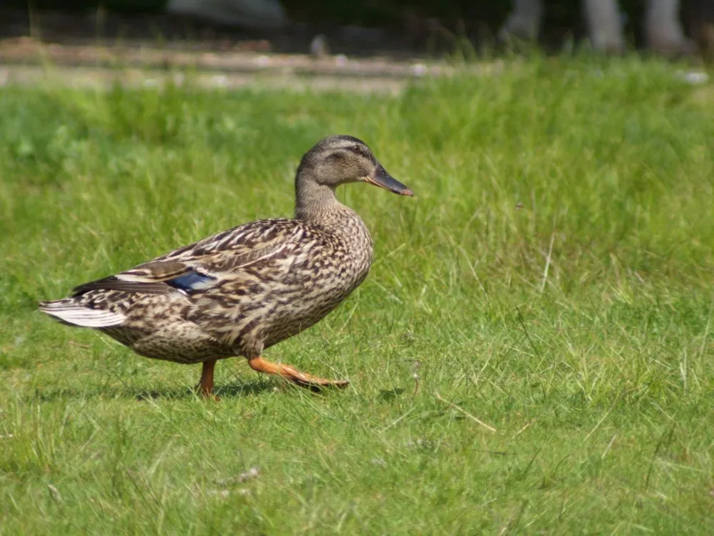 81g9zoOoL2L._SL1500_