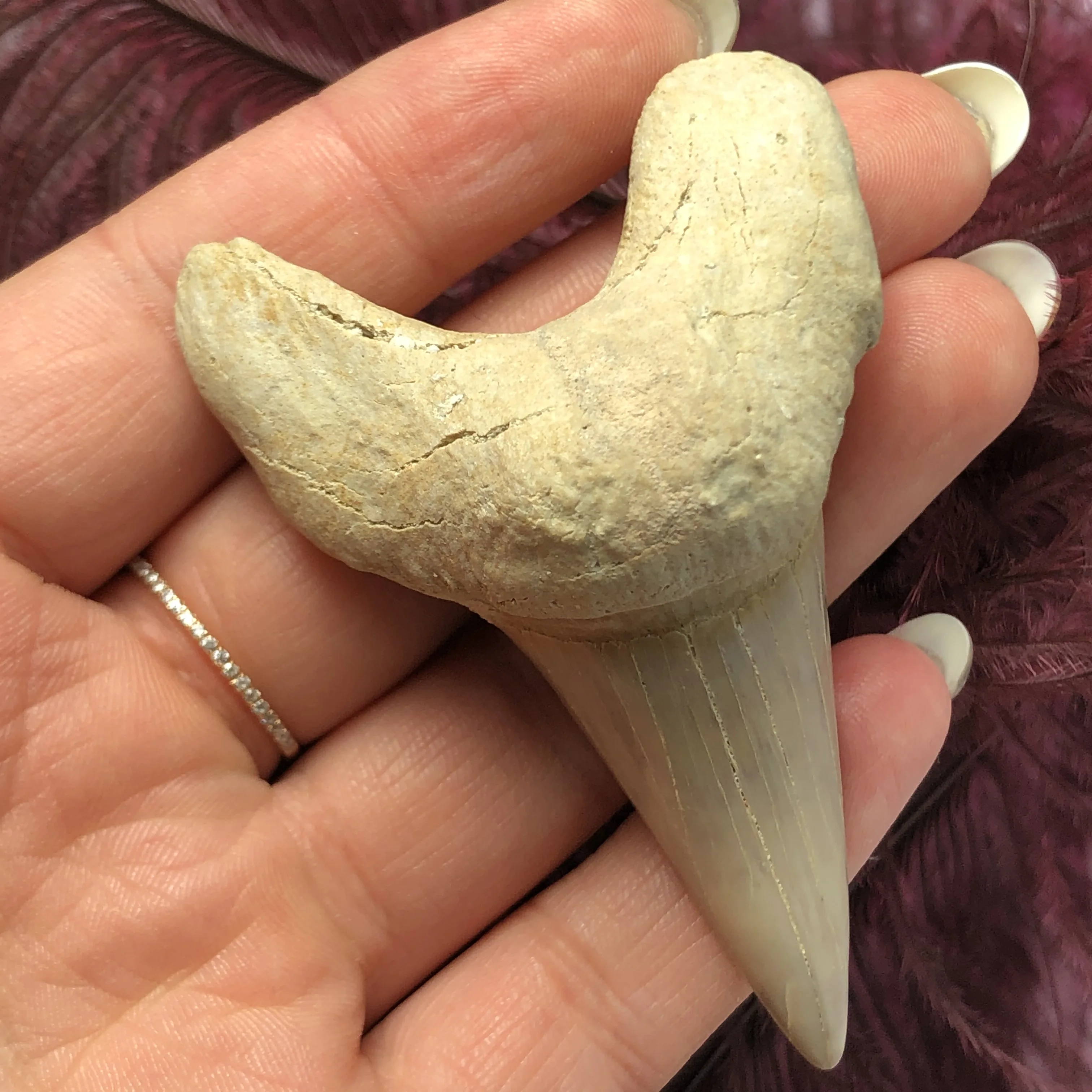 1 шт. огромный красивый Megalodon искусственный зуб зубы акулы|Камни| |
