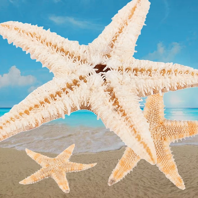 10 PCS Starfish 2-6 Inch Mixed Ocean Beach India