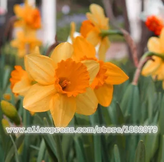 Нарциссы, Daffodil бонсай, нарциссы сад, чистый воздух, домашние Настольные горшечные растения-100 шт нарциссы tazetta flores - Цвет: 14