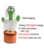 Home Decoration Gift Lovely Talking Toy Dancing Cactus Doll Speak Talk Sound Record Repeat Toy Kawaii Cactus Children Education 12