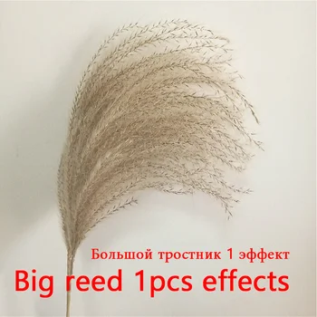 

30pc Pampas Grass Reed Dry Flower Bouquet Wedding Decoration Dried Real Flower Living Room Floor Home Furnishings Shooting Props