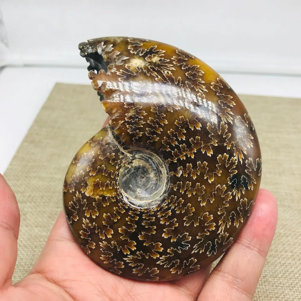 230 г Все настоящий аммонит fossil conch crystal с лечебным действием, образцы