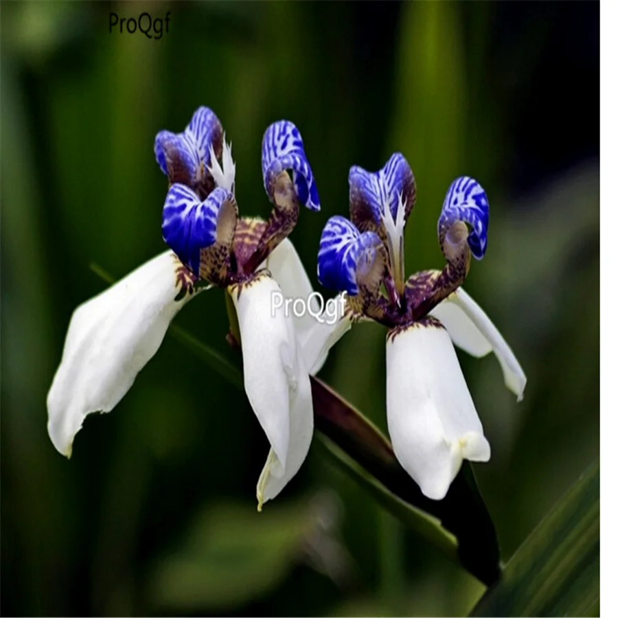 Ngryise 1000 шт набор Neomarica gracilis walking