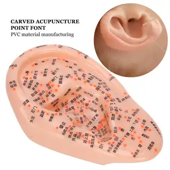 

Durable PVC Human Ear Acupuncture Model with Acupuncture Points Ear Massage Model for Home Use