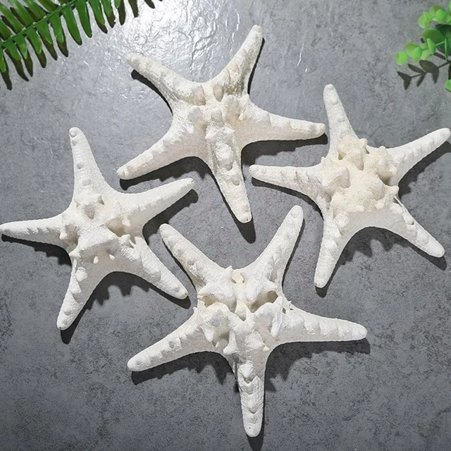 Decoration with Seashells and Starfish