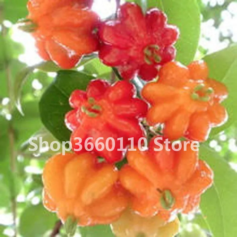 

Multicolored Pepper bonsai Hot Capsicum Annuum Balcony Ornamental Super Chili Vegetable Plant Mini Garden Decor