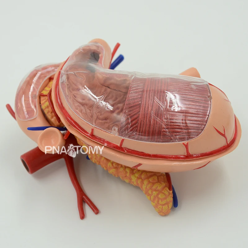 4D Detachable Stomach Model 4