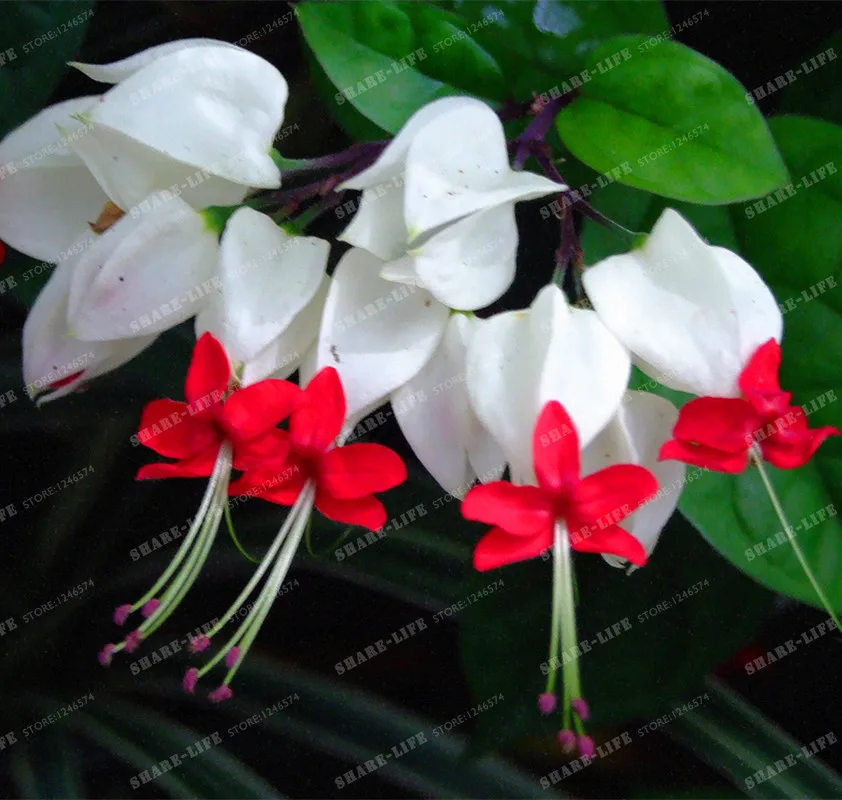 100 шт фиолетовые двойные лепестки фуксия Clerodendrum Thomsonae Balf бонсай цветок в горшке бонсай растения в горшках Висячие Цветы фуксии