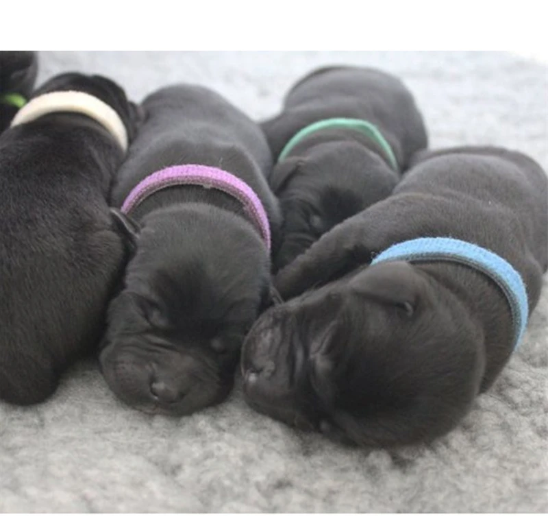 Puppy Identification (3)