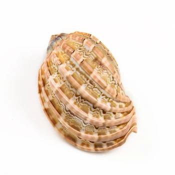 

7-10cm Natural Rare Harp Shell Carambola Conch Seashell Collectibles Specimen Mascot Aquarium Tank Landscape Nautical Home Decor