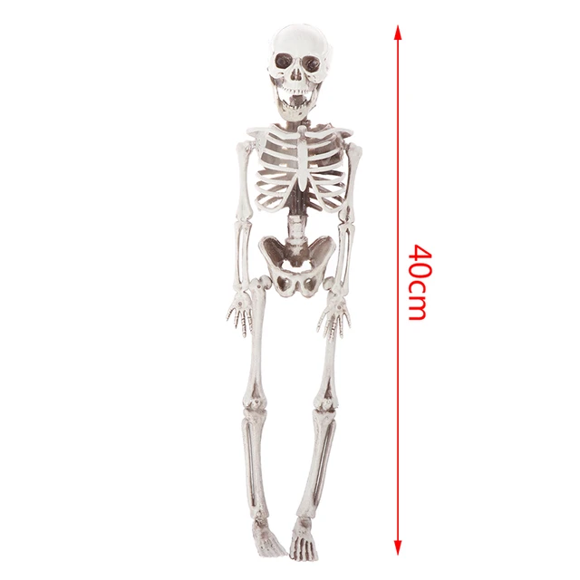 Human Skeleton Drawing Photos and Images | Shutterstock