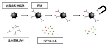 شراءمجهرية مغناطيسية من Streptavidin/SA خرز مغناطيسي/خرز مغناطيسي من Streptavidin/كرة مغناطيسية SA