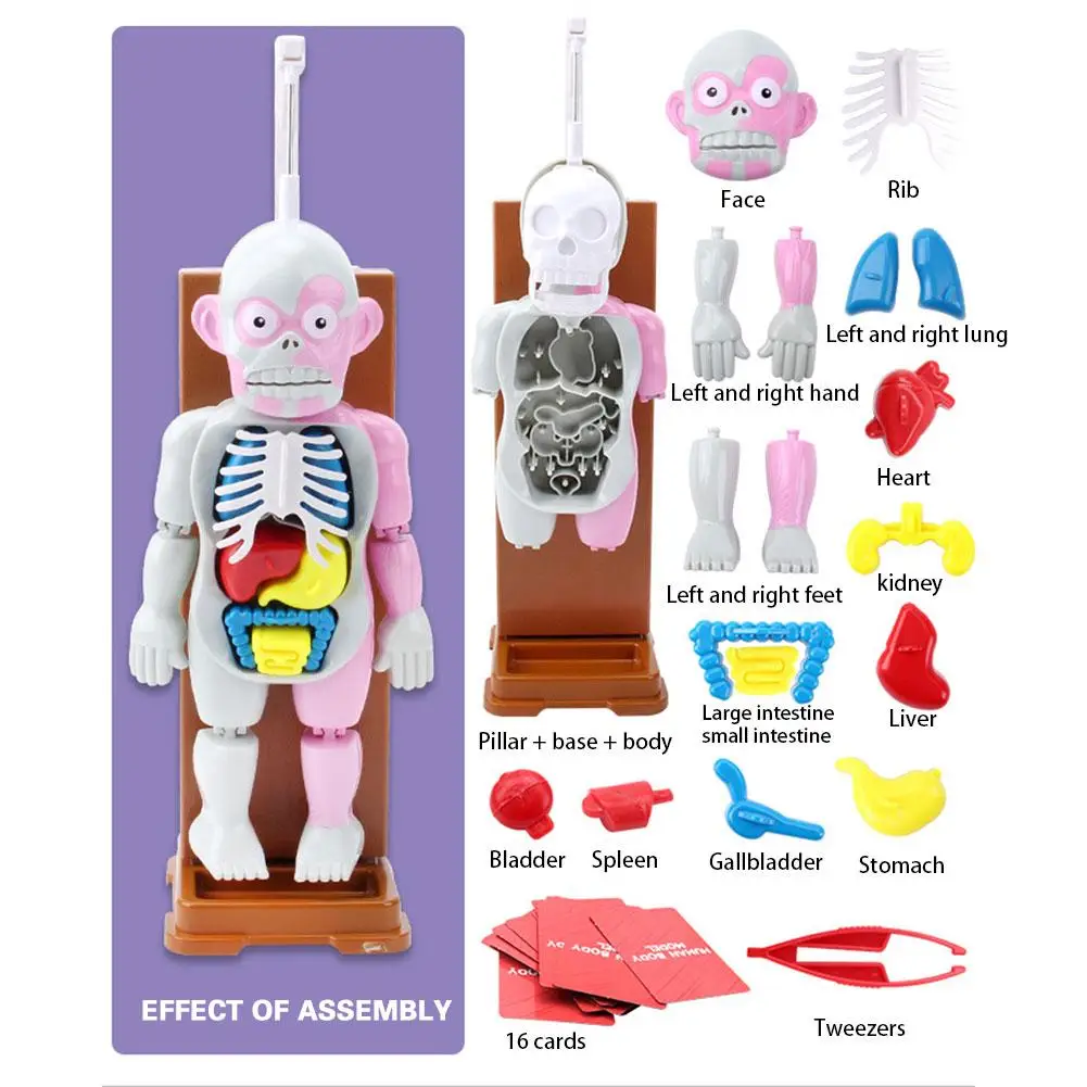  New 4D Assembled Model Human Body Model Teaching Model Puzzle Assembling Toy Desktop Game Model For - 4000376021494