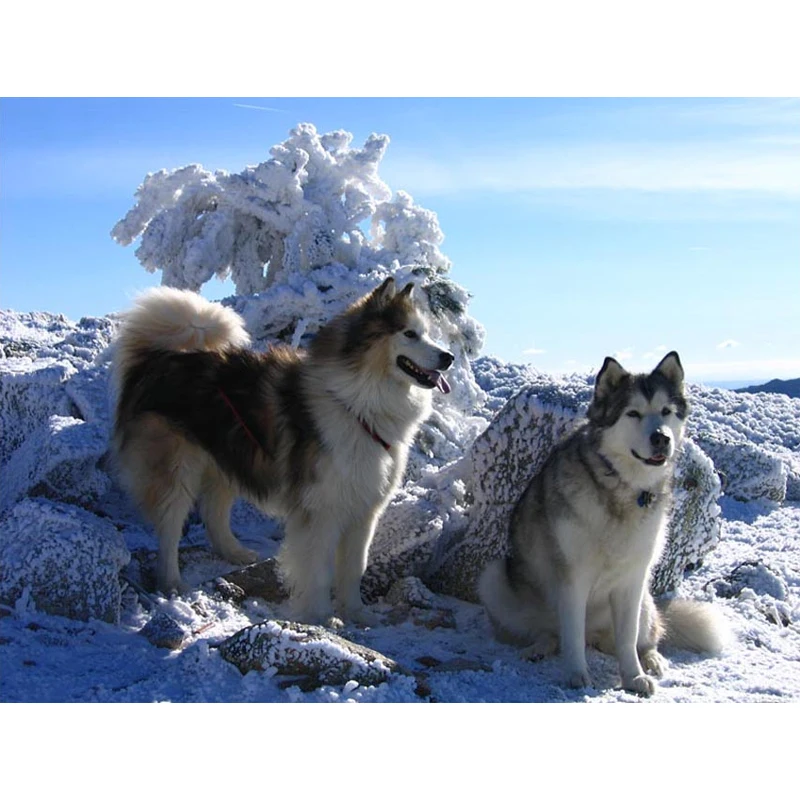 5D Diy Алмазная Картина Вышивка крестом Alaskan Malamute Собака Набор Мозаика Стразы