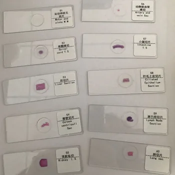

100pcs science education biological prepared microscope slides