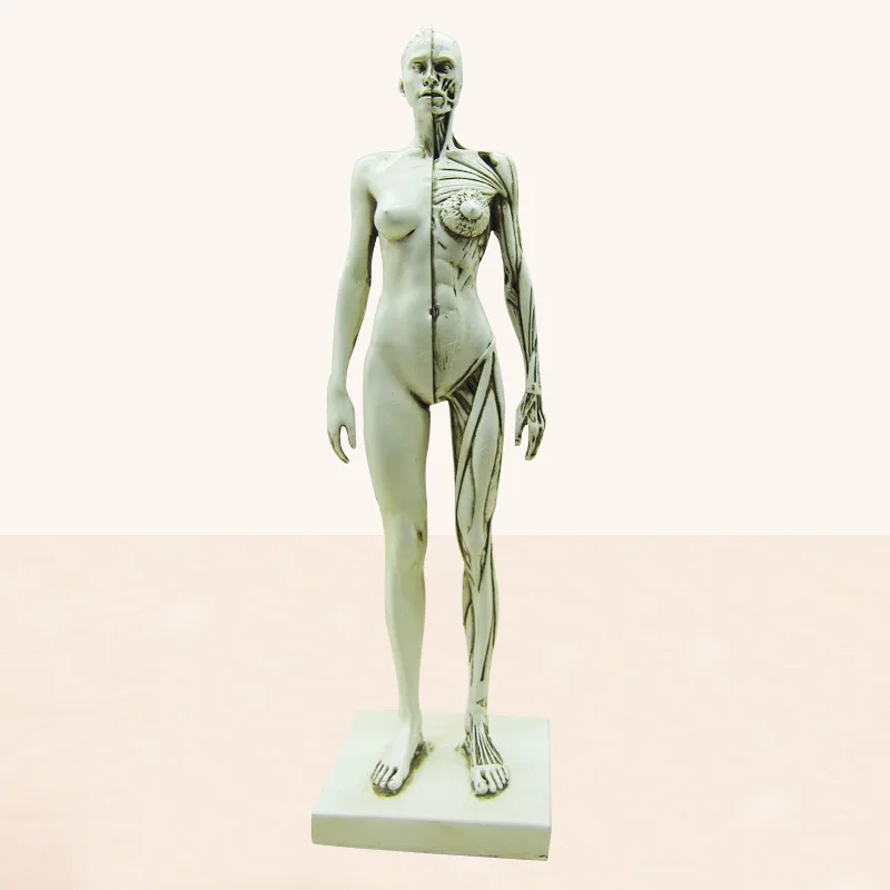 

Female Human Body Muscle Resin Statue Sculpture Human Anatomical anatomy skeleton Medical Artist Drawing tools