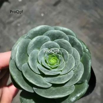 

Ngryise 3Pcs a set Aeonium diplocyclum