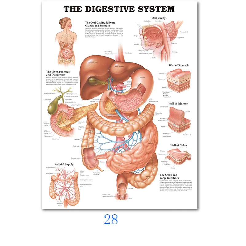 Сосудистая система, диаграмма, плакат, карта, холст, живопись, настенные картины для медицинского образования, доктор, офис, класс, домашний декор - Цвет: 28