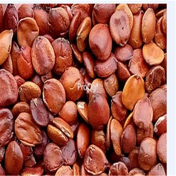 

Ngryise 1000pcs Ziziphus jujuba