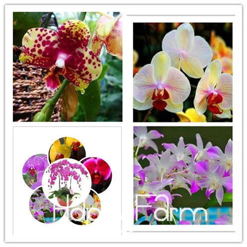 В продаже! 100 шт фаленопсис, Орхидея, бонсай бабочка Орхидея растения красивый цветок,#27RCXA