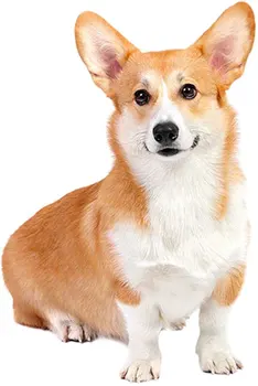

Dinghy Tuzik overalls Welsh Corgi dog warm