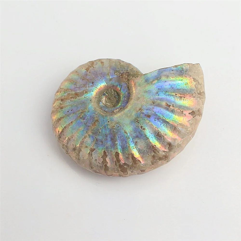 1 шт. непамятный аммонит Fossil Shell цветная коллекция минерал|Камни| |