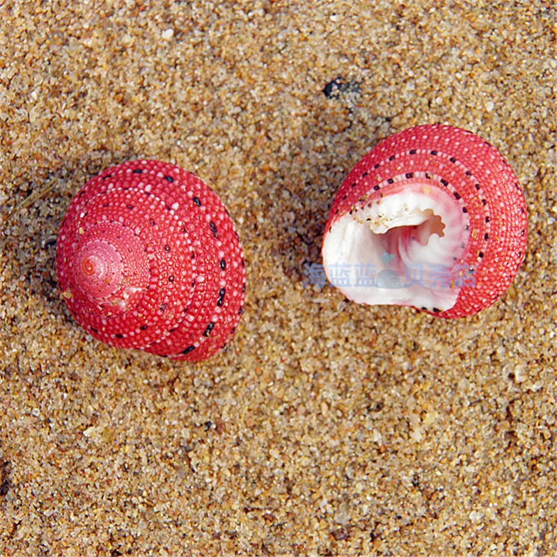 Strawberry Bell Snail 2CM Natural Conch Shell Rare Snail Shell Collection Girlfriend Gift Lovely DIY Micro-landscape Decorations