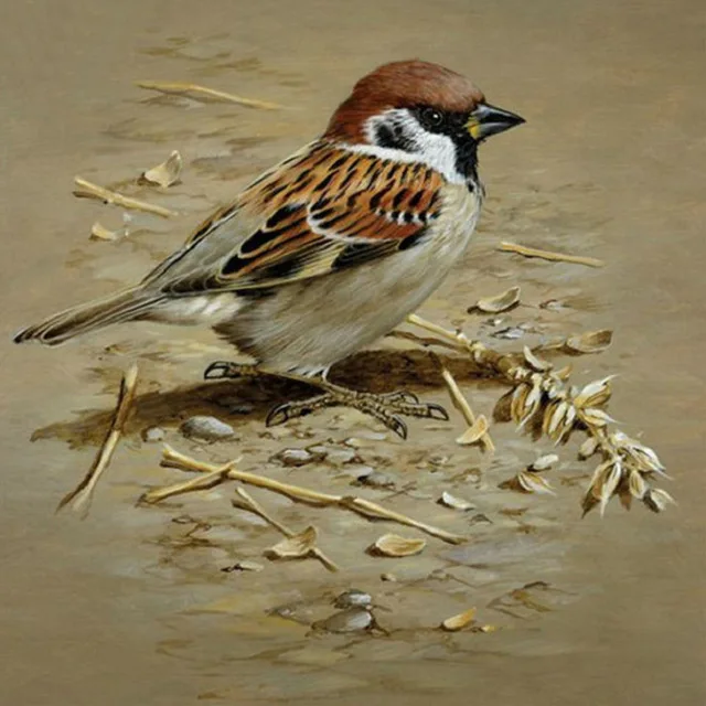 5d-diy-diamond-painting-sparrow-animal-full-square-round-3D-diamond-embroidery-bird-diamond-mosaic-home